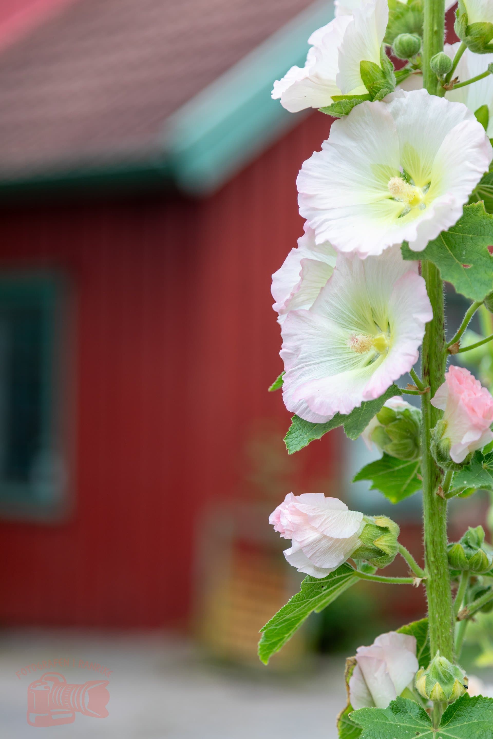 Gallery image 16072025-Redigerade-40.jpg