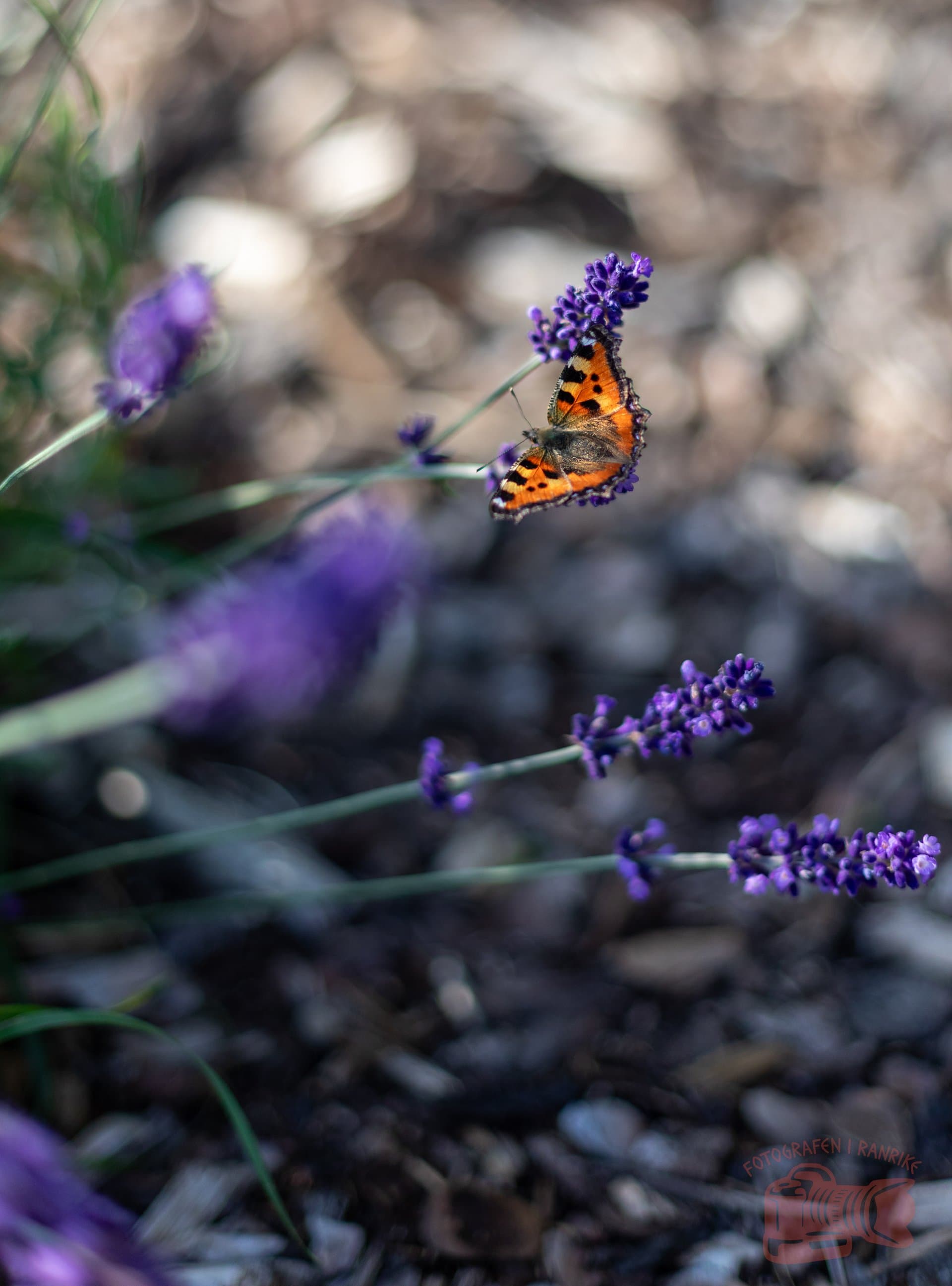 Gallery image 19072025-Redigerade-41.jpg